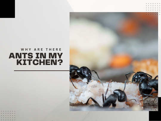 Oakville Pest Control: Why Are There Ants in My Kitchen?