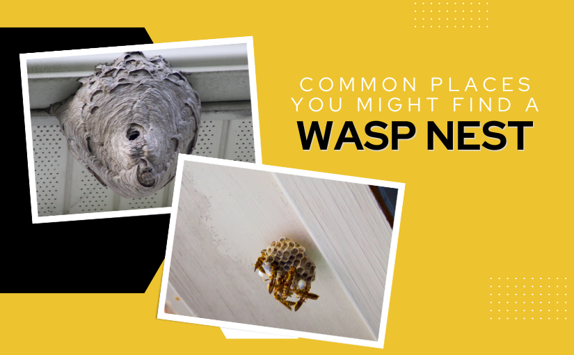 Common Places You May Find a Wasp Nest On Your Commercial Property in Niagara