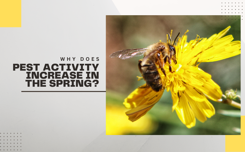 Haldimand-Norfolk Pest Control: Why Does Pest Activity Increase in the Spring?