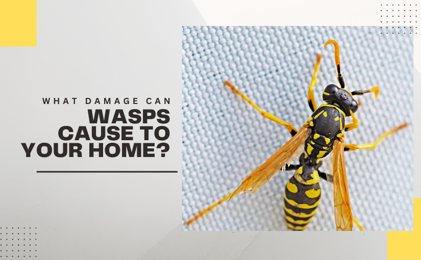 Hamilton Pest Control: What Damage Can Wasps Cause to Your Home?