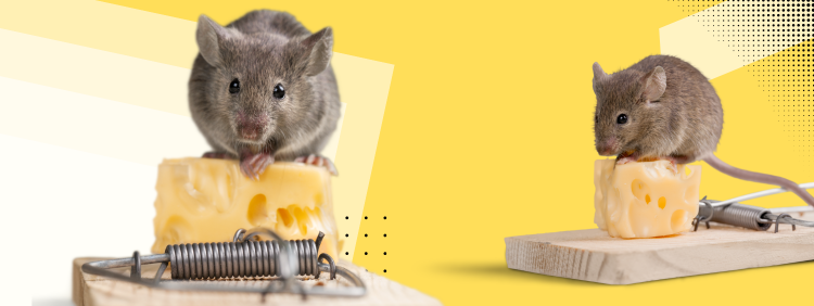 Barrie Pest Control: Why Cheese in not an Effective Strategy to get Rid of Mice