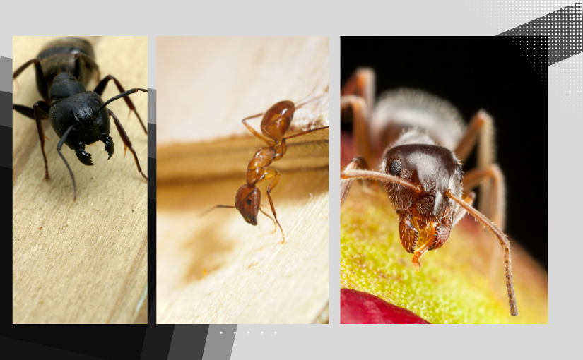 Different Ants That May Invade Your Markham Home