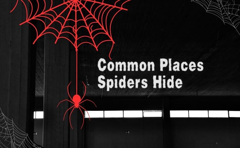 Common Places Spiders Hide Around Your Toronto Home and How to Find Them