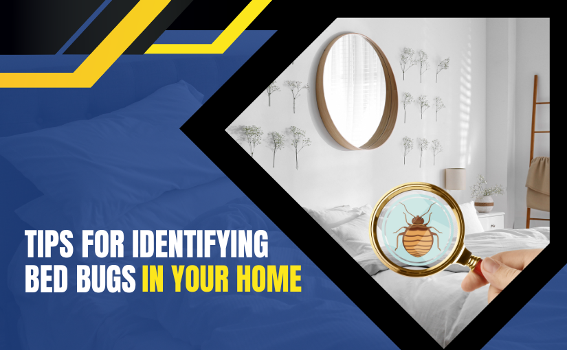Tips for Identifying Bed Bugs in Your Cambridge Home