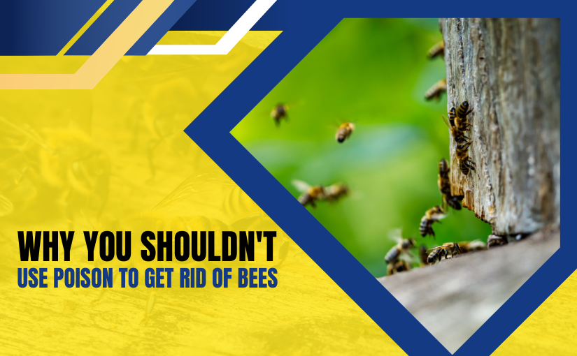 Why You Shouldn't Use Poison to Get Rid of Bees in Waterloo