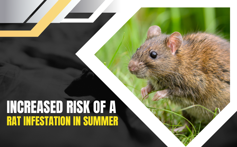 Kitchener Pest Removal: Increased Risk of a Rat Infestation in Summer