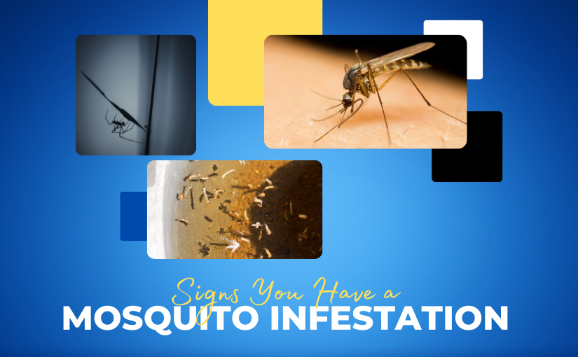Oakville Pest Control: 5 Signs You Have a Mosquito Infestation
