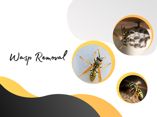 Why Call Truly Nolen Pest Control for Wasp Removal in Toronto?