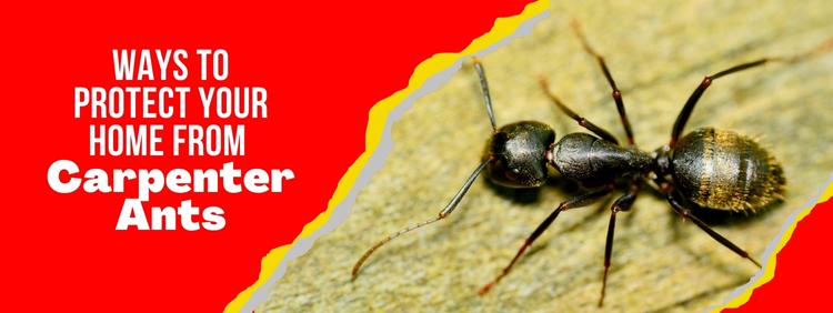 4 Ways to Protect Your Home Against Carpenter Ants