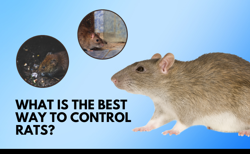 Kitchener Pest Removal: What is the Best Way to Control Rats?