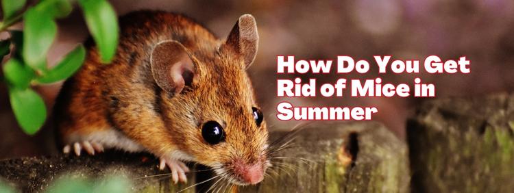 How Do You Get Rid of Mice in Summer