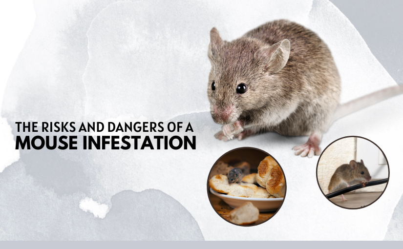 The Risks and Dangers of a Mouse Infestation