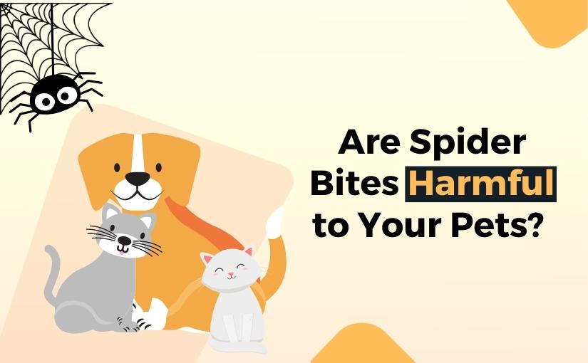 Guelph Pest Control: Are Spider Bites Harmful to Your Pets?