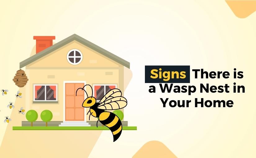 Waterloo Pest Removal: Signs There is a Wasp Nest in Your Home