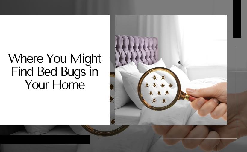 Toronto Pest Control: Where You Might Find Bed Bugs in Your Home