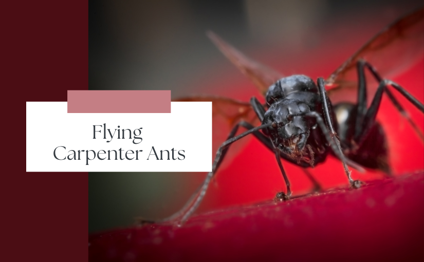 Flying Carpenter Ants: Why Are They In Your Kitchener Home