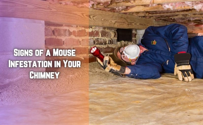 Oakville Pest Control: 5 Signs You Have a Mouse Infestation in Your Chimney