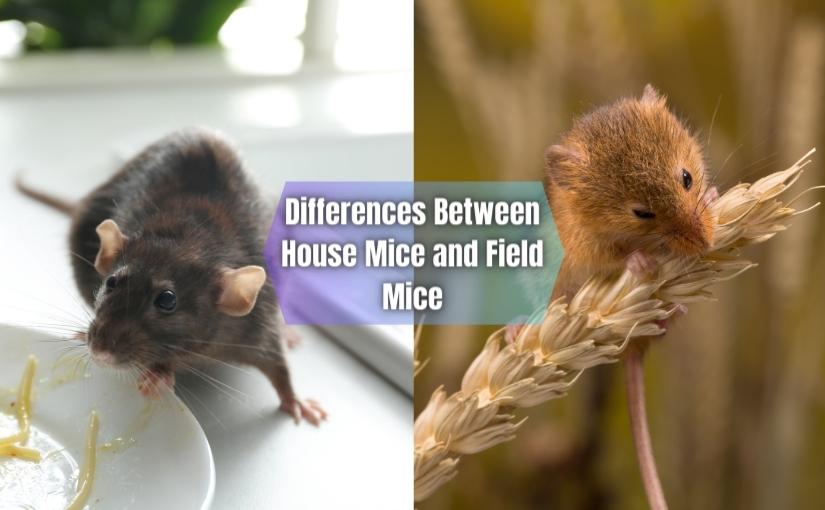 Thornhill Pest Control: The Difference Between House Mice and Field Mice