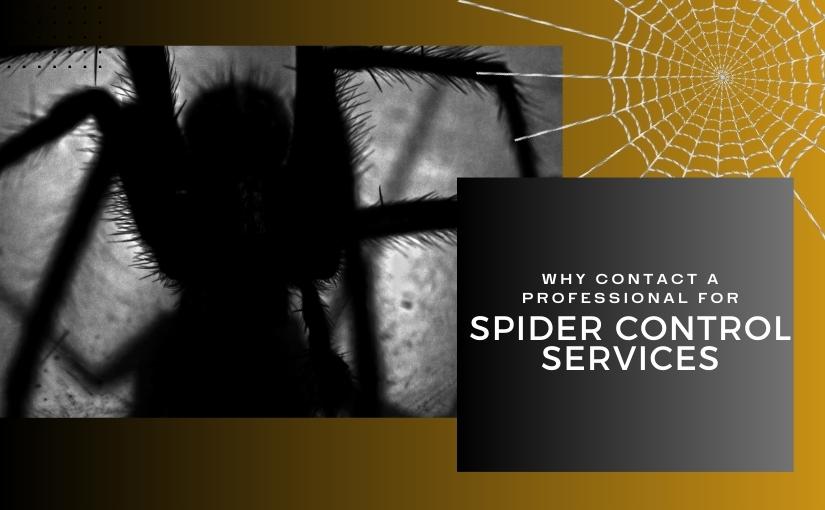 Why You Need Professional Spider Control Services in Mississauga