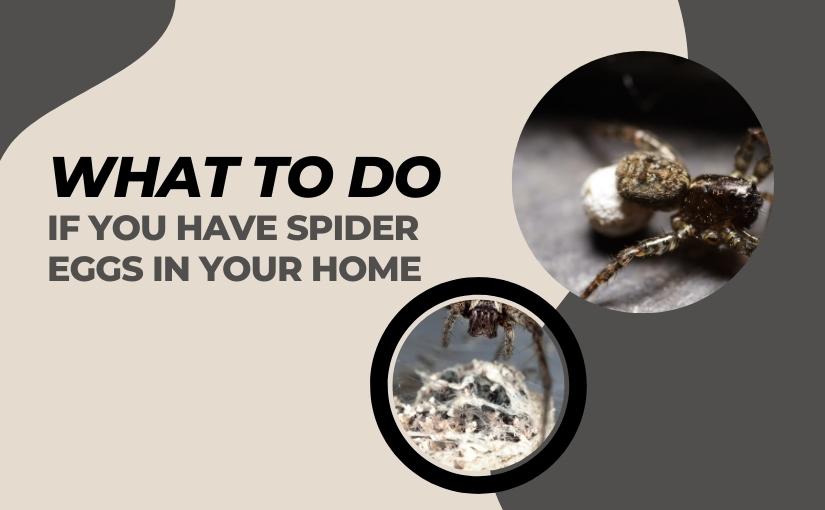 Spider Eggs in Your Home: Everything You Need to Know