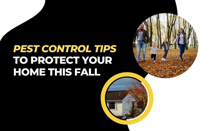 Pest Control Tips To Protect Your Home This Fall