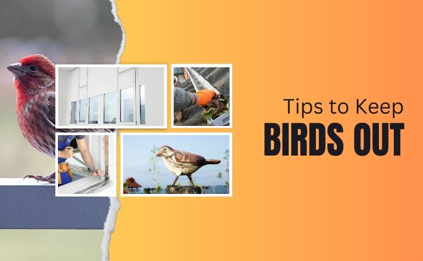 Kitchener Pest Control: 4 Tips to Keep Birds Out of Your Home