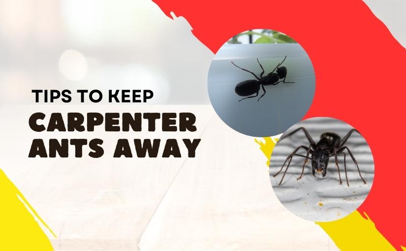 Mississauga Pest Control: 3 Tips To Keep Carpenter Ants Away