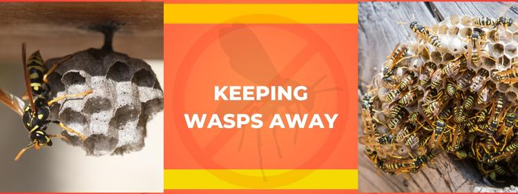 Prevention Tips: Keeping Wasps Away From Your Kitchener Property