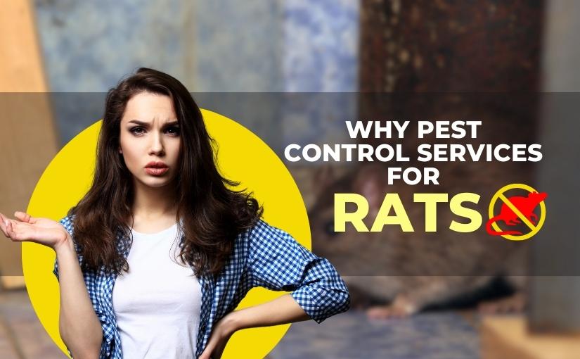 Richmond Hill Pest Control: Why You Need Pest Control for Rats