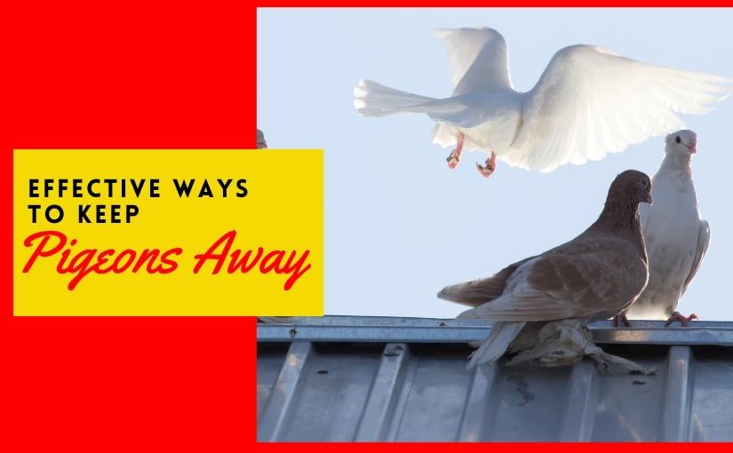 Thornhill Pest Removal_ 4 Effective Ways to Keep Pigeons Away From Your Business 4