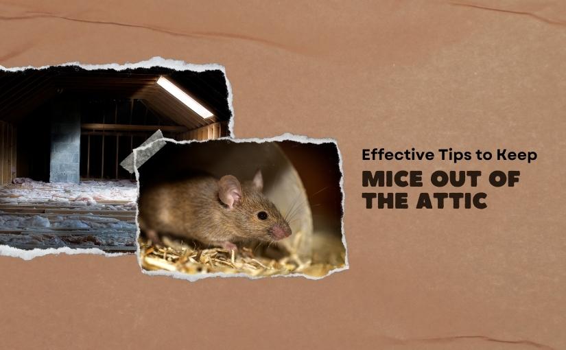 3 Effective Tips To Keep Mice Out of Your Attic