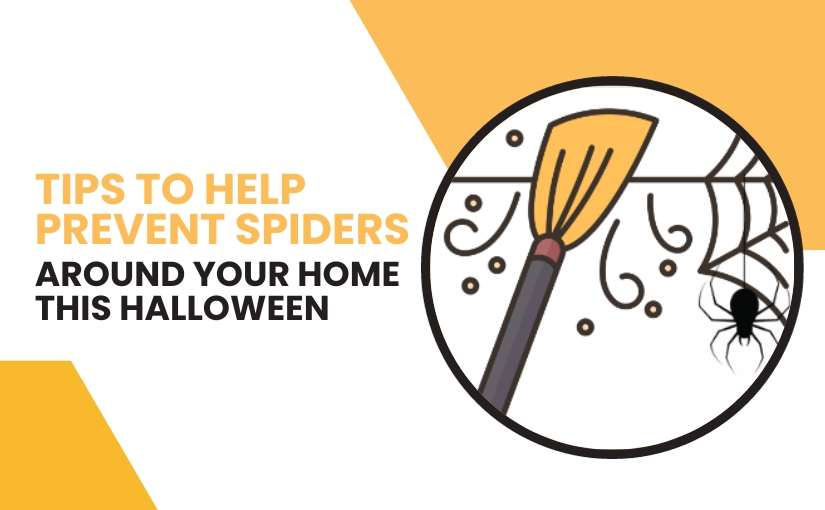 Keep Spiders Away From Your Markham Home This Halloween With These Prevention Methods