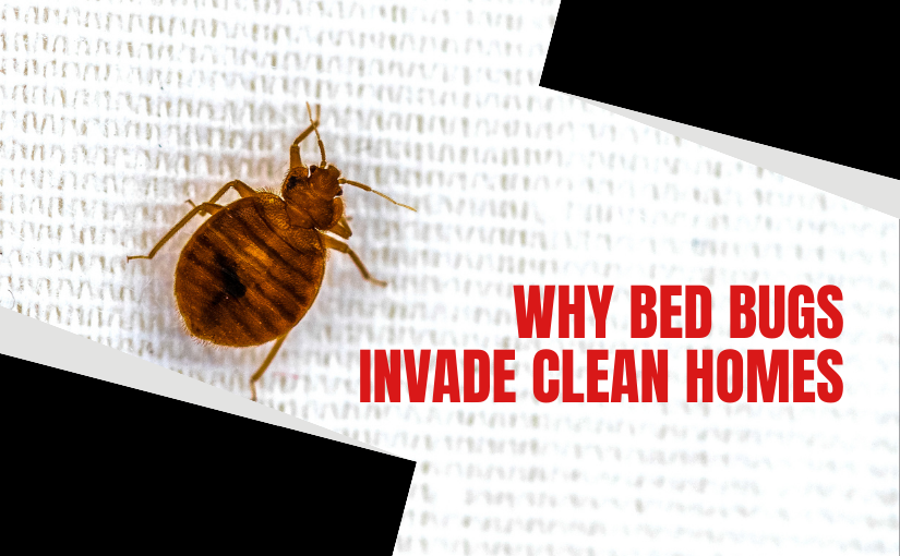 Milton Pest Control: Do Bed Bugs Invade Clean Homes?