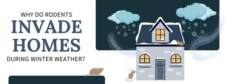 Why Do Rodents Invade Homes During Winter Weather