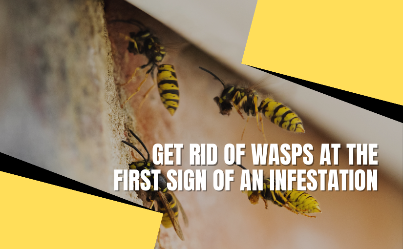 Oakville Pest Removal: Why Get Rid of Wasps At The First Sign of an Infestation