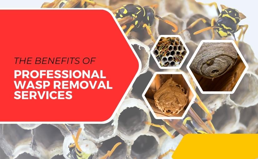 The Benefits of Professional Wasp Removal Services