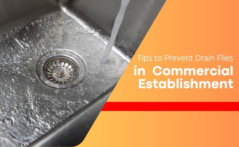 Tips to Prevent Drain Flies in Your Commercial Establishment in Niagara