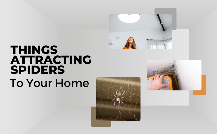 4 Things Attracting Spiders to Your Toronto Home 2