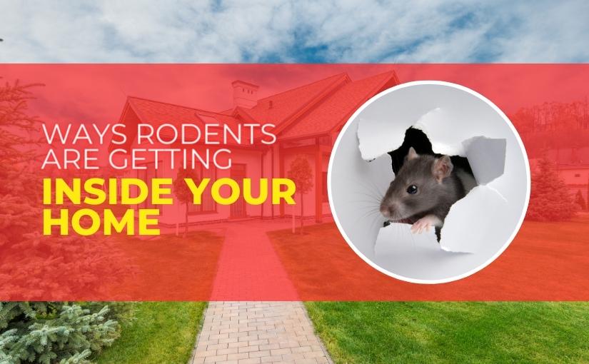 Barrie Pest Control_ 4 Ways Rodents Are Getting Inside Your Home