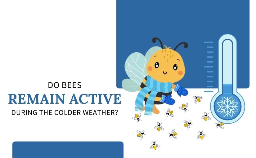 Guelph Pest Control: Do Bees Remain Active During the Colder Weather?
