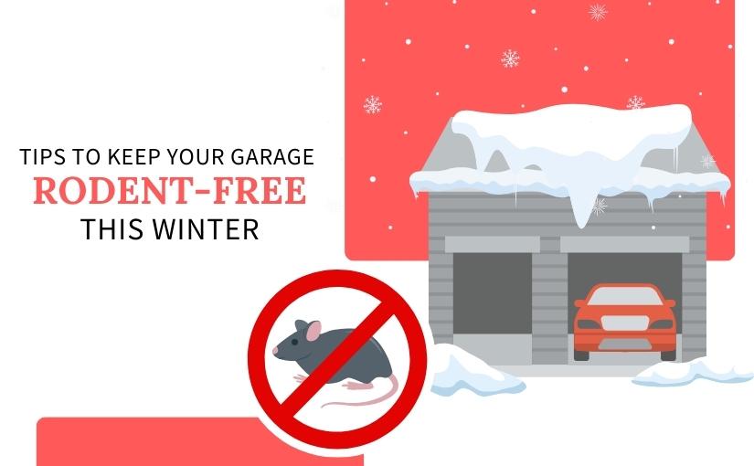 Kitchener Pest Control: Tips to Keep Your Garage Rodent-Free This Winter
