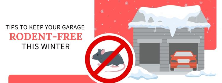Kitchener Pest Control: Tips to Keep Your Garage Rodent-Free This Winter