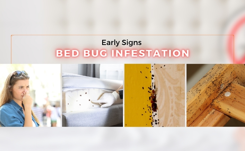 Early Signs of a Bed Bug Infestation