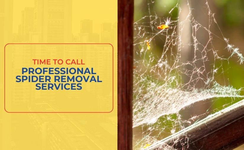 Signs It's Time to Call Professional Spider Removal Services in Richmond Hill