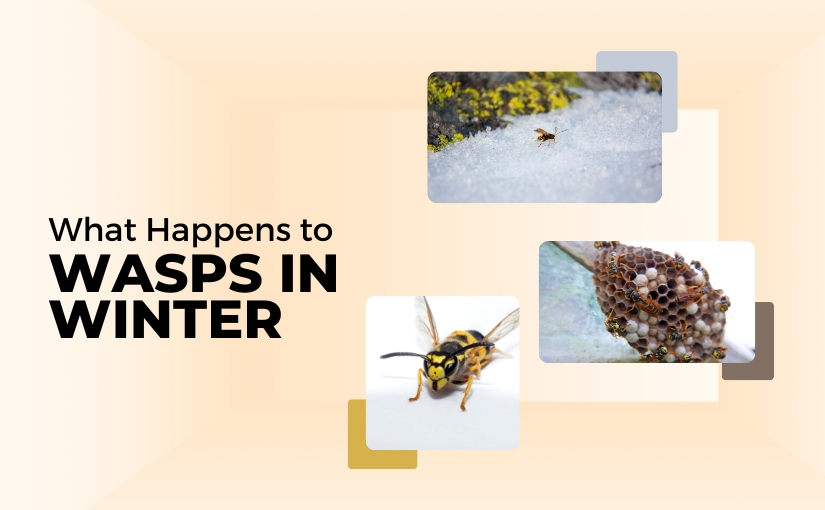 Toronto Pest Control: What Happens to Wasps in Winter