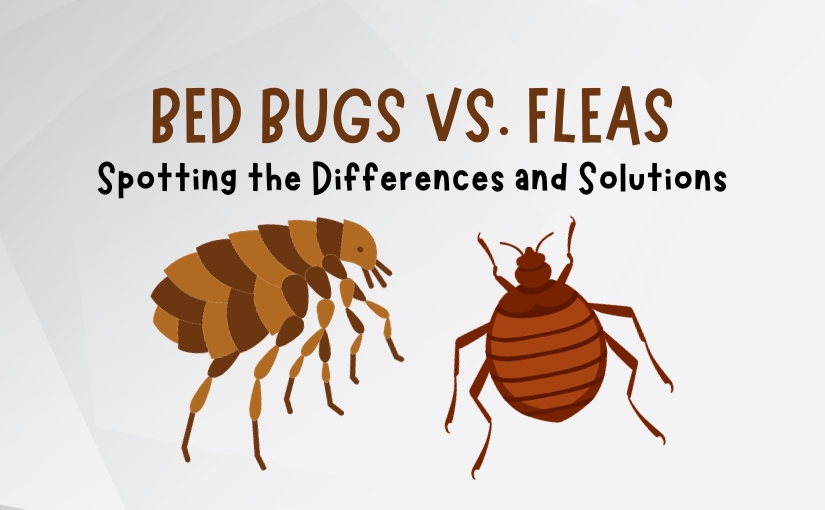 Bed Bugs Vs Fleas in Guelph_ Spotting the Differences and Solutions