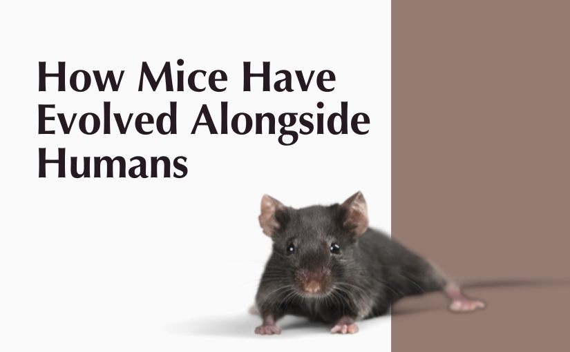 How Mice Have Evolved Alongside Humans 3