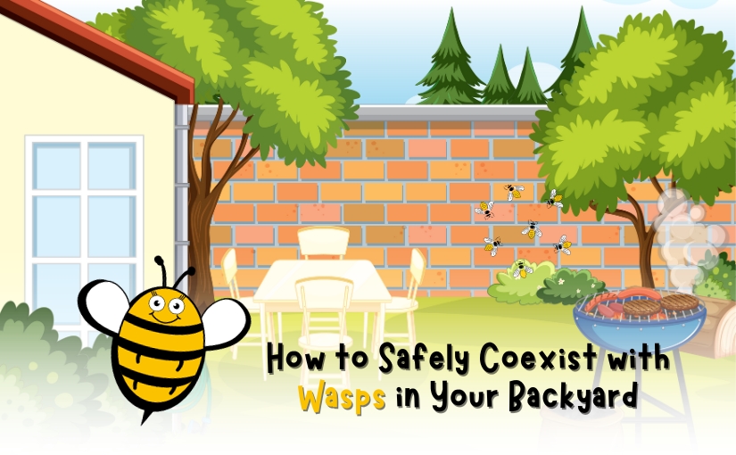 How to Safely Coexist with Wasps in Your Backyard