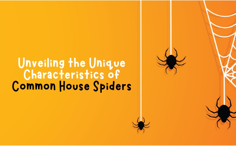 Unveiling the Unique Characteristics of Common House Spiders