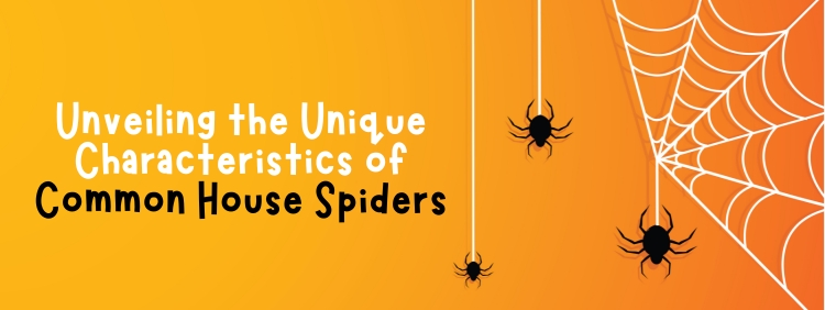 Unveiling the Unique Characteristics of Common House Spiders